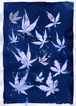 Cyanotype